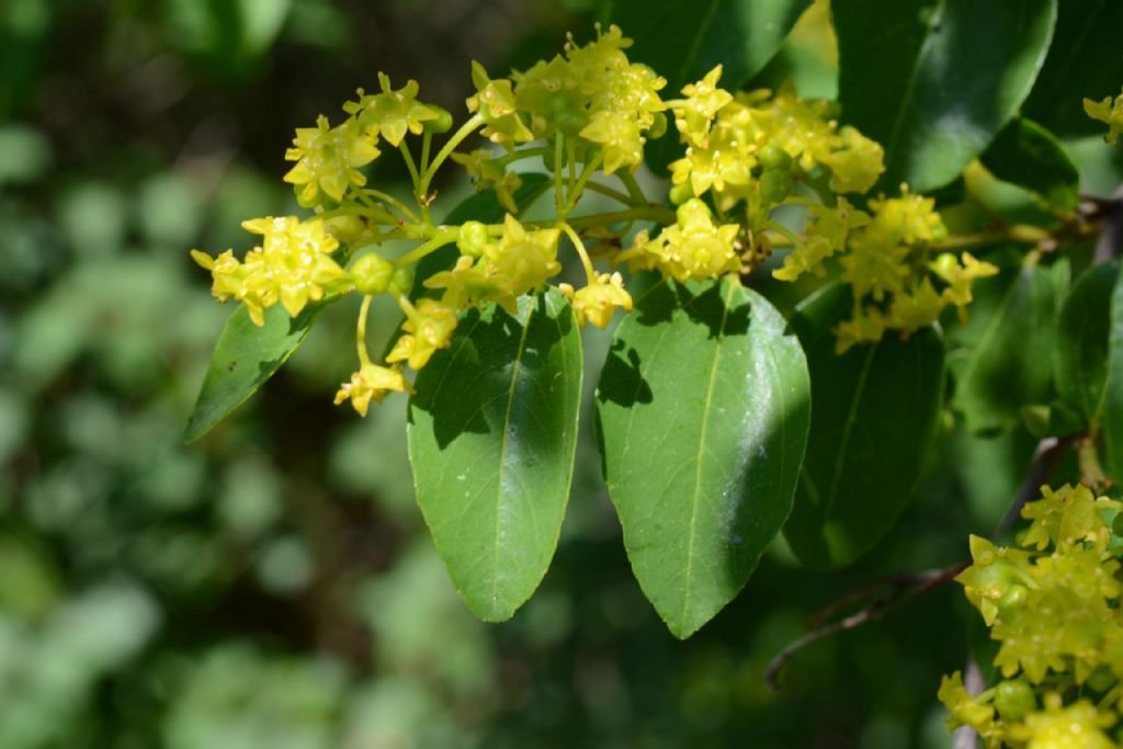 Arbusto spinoso - Paliurus spina-christi